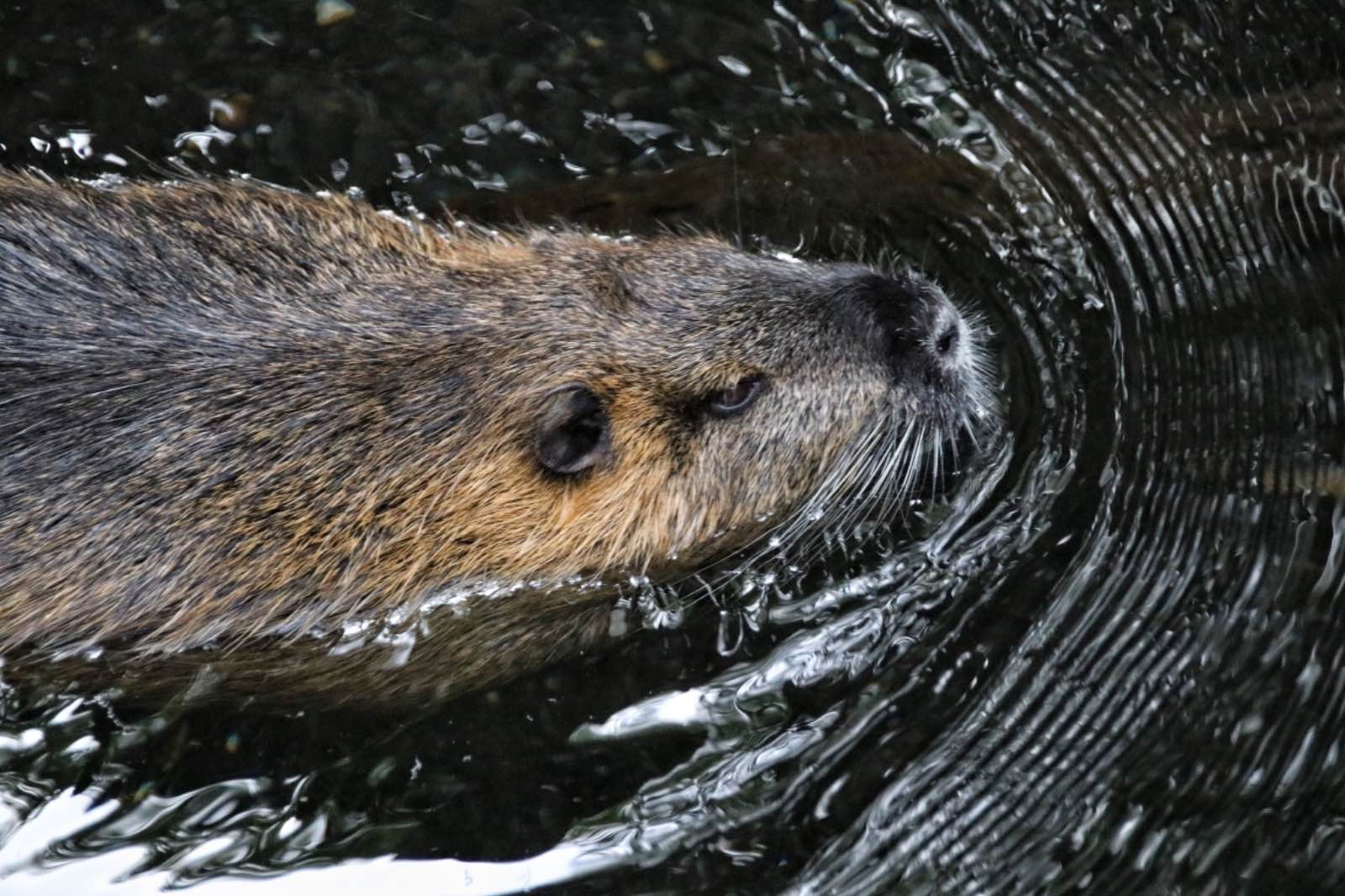 A Bever ploughing through the water